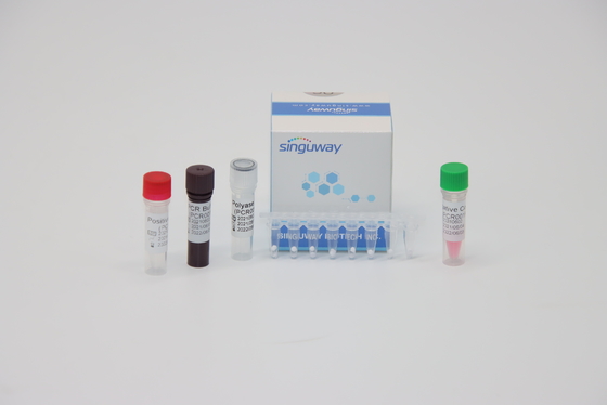 HPV 16 18 ভাইরাস নিউক্লিক অ্যাসিড টেস্টিং RT PCR টেস্ট কিট ISO13485